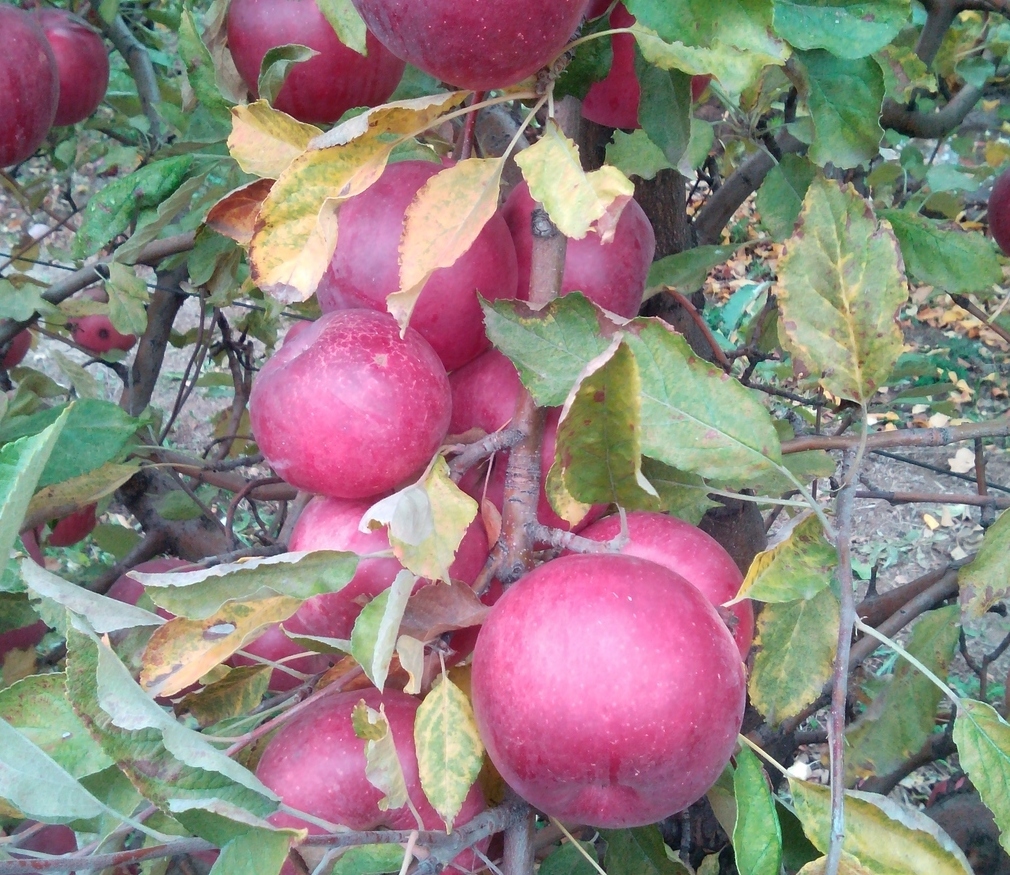 Карликовые яблони Айдаред