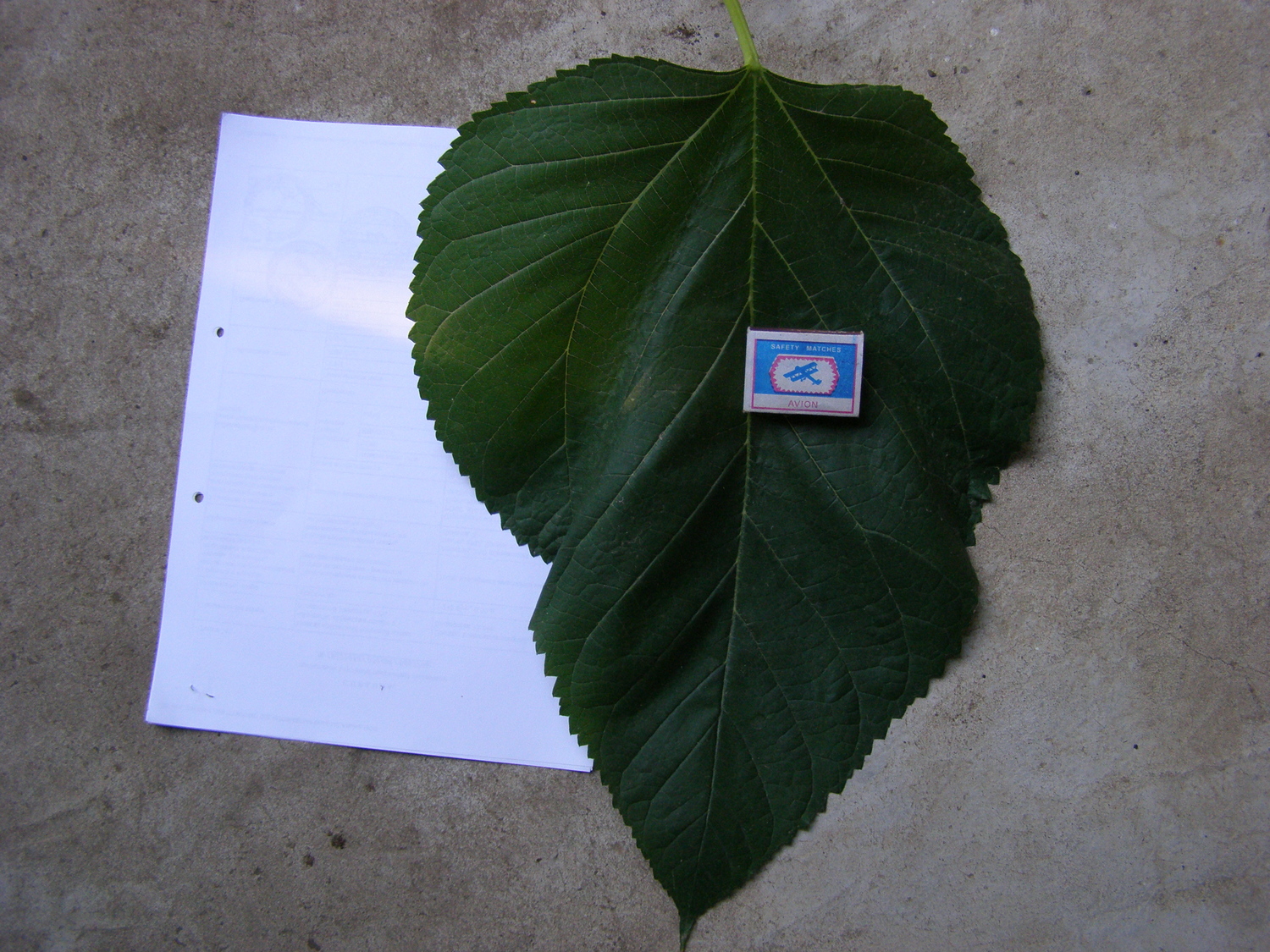 Шелковица ( тутовник)