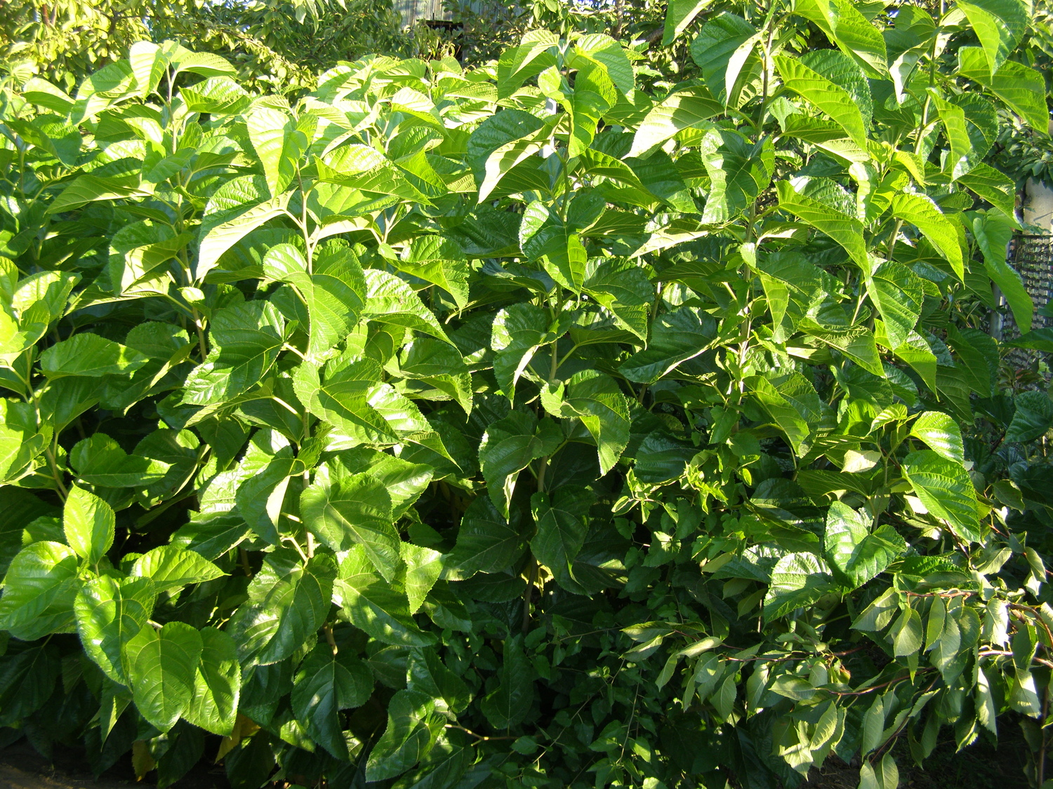 Шелковица ( тутовник)